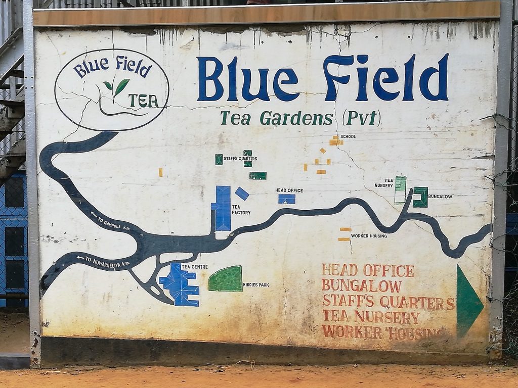Blue Fields Tea Gardens