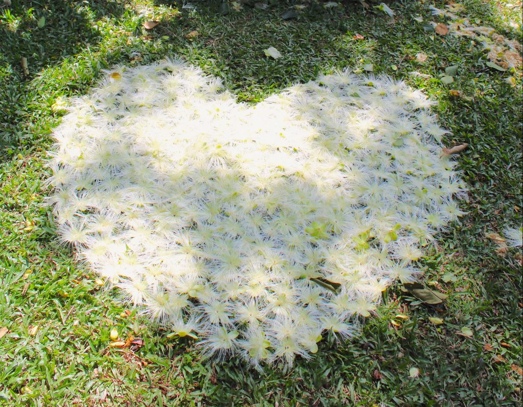 Heart shaped flowers