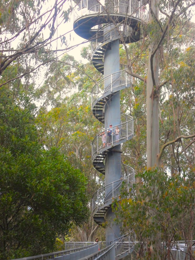 Treetop walk spiral stairs, Otways